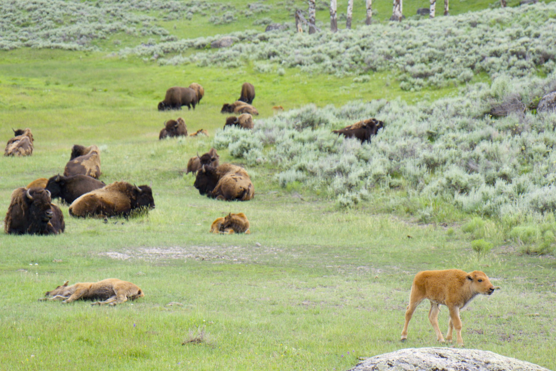 Baby Bison - gallery