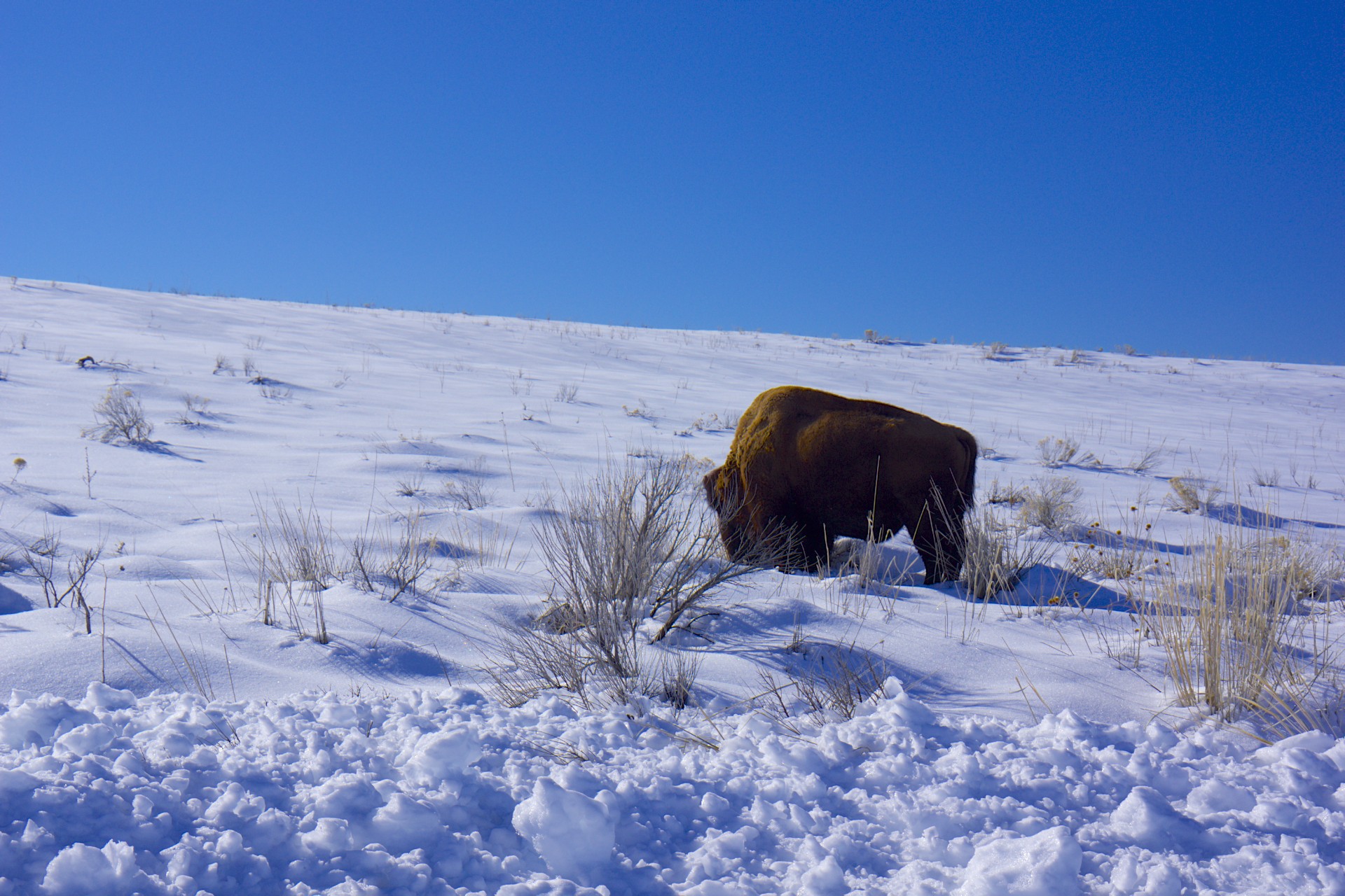 Bison - gallery