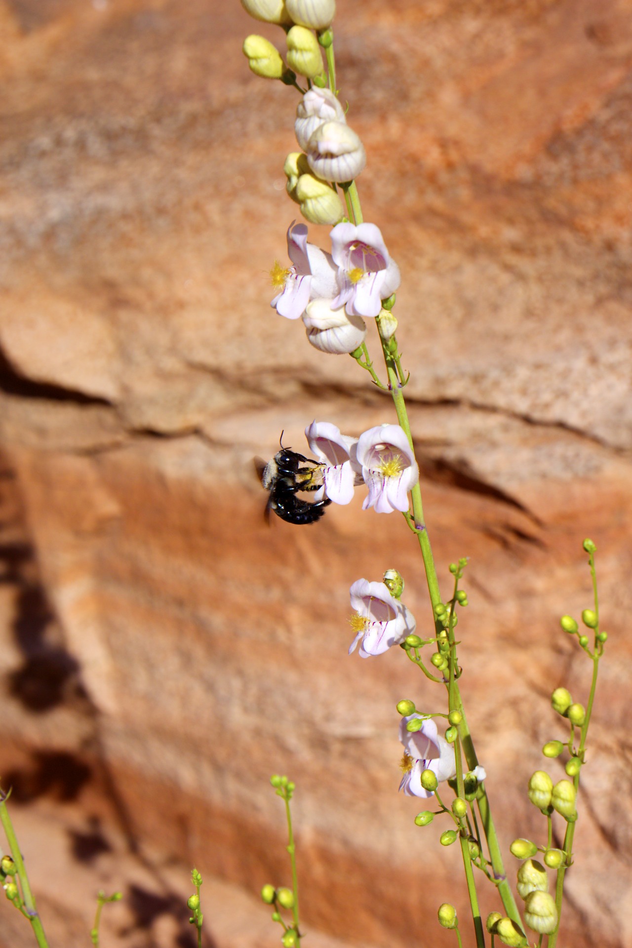 Bumblebee - gallery