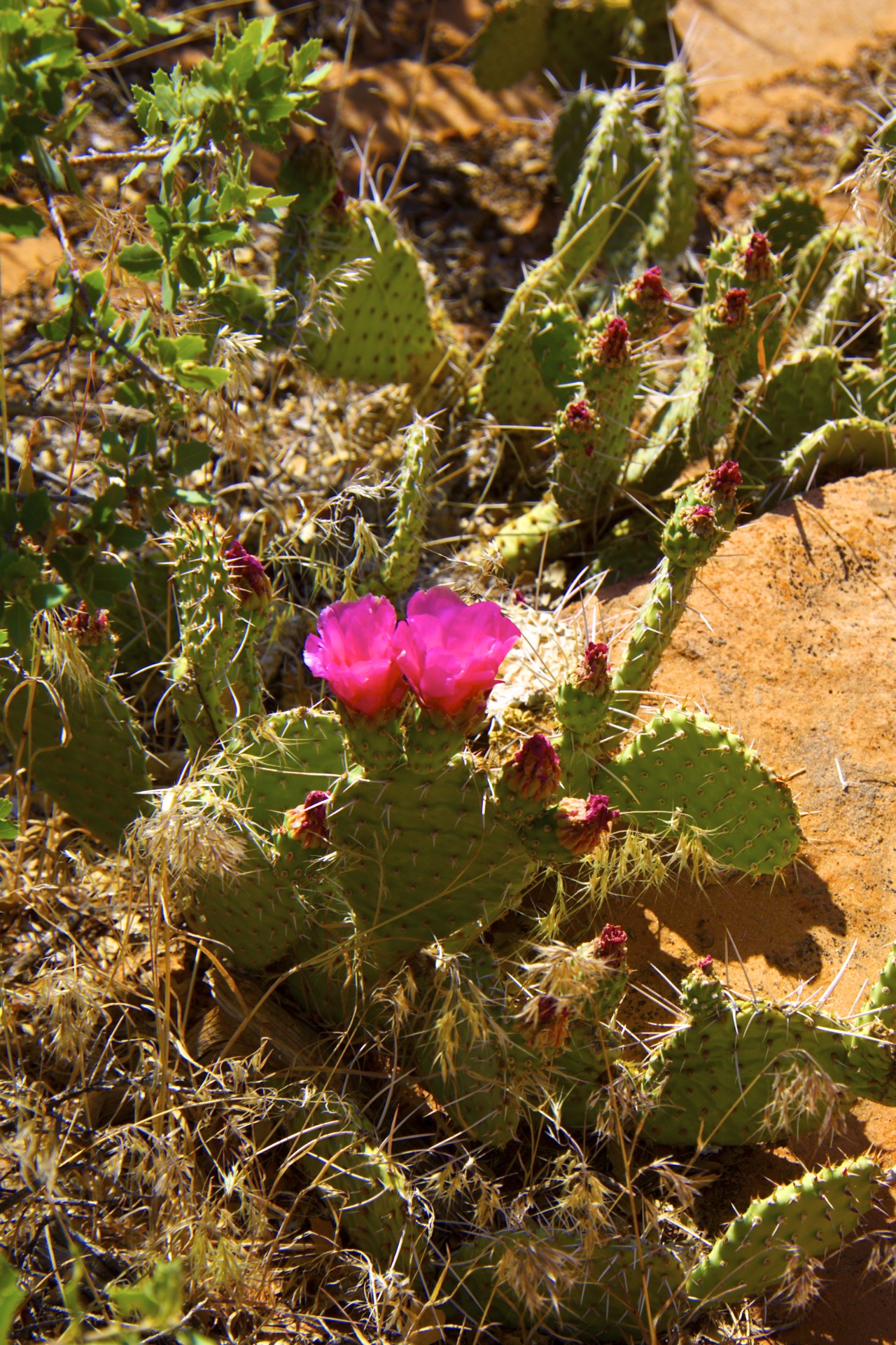 Cactus Blossom - gallery