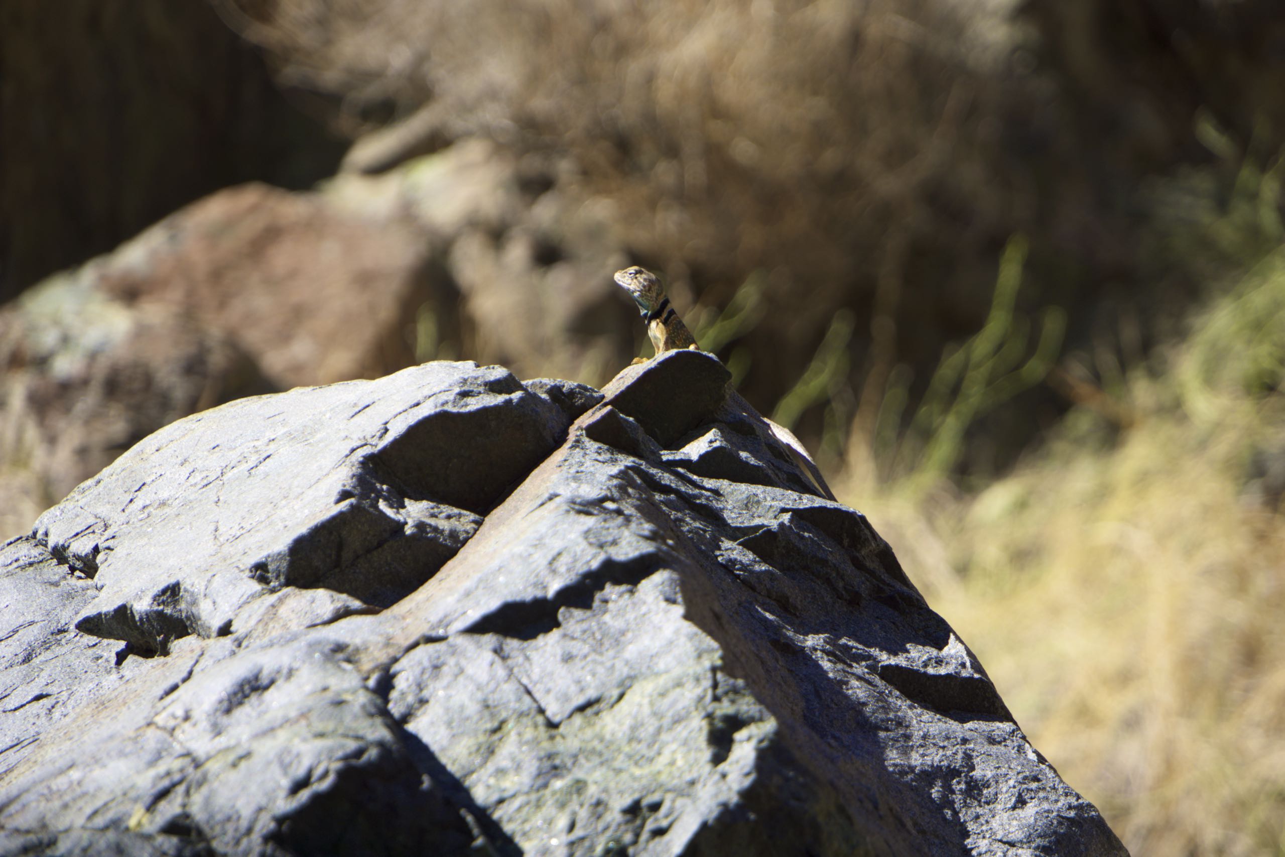 Collared Lizard