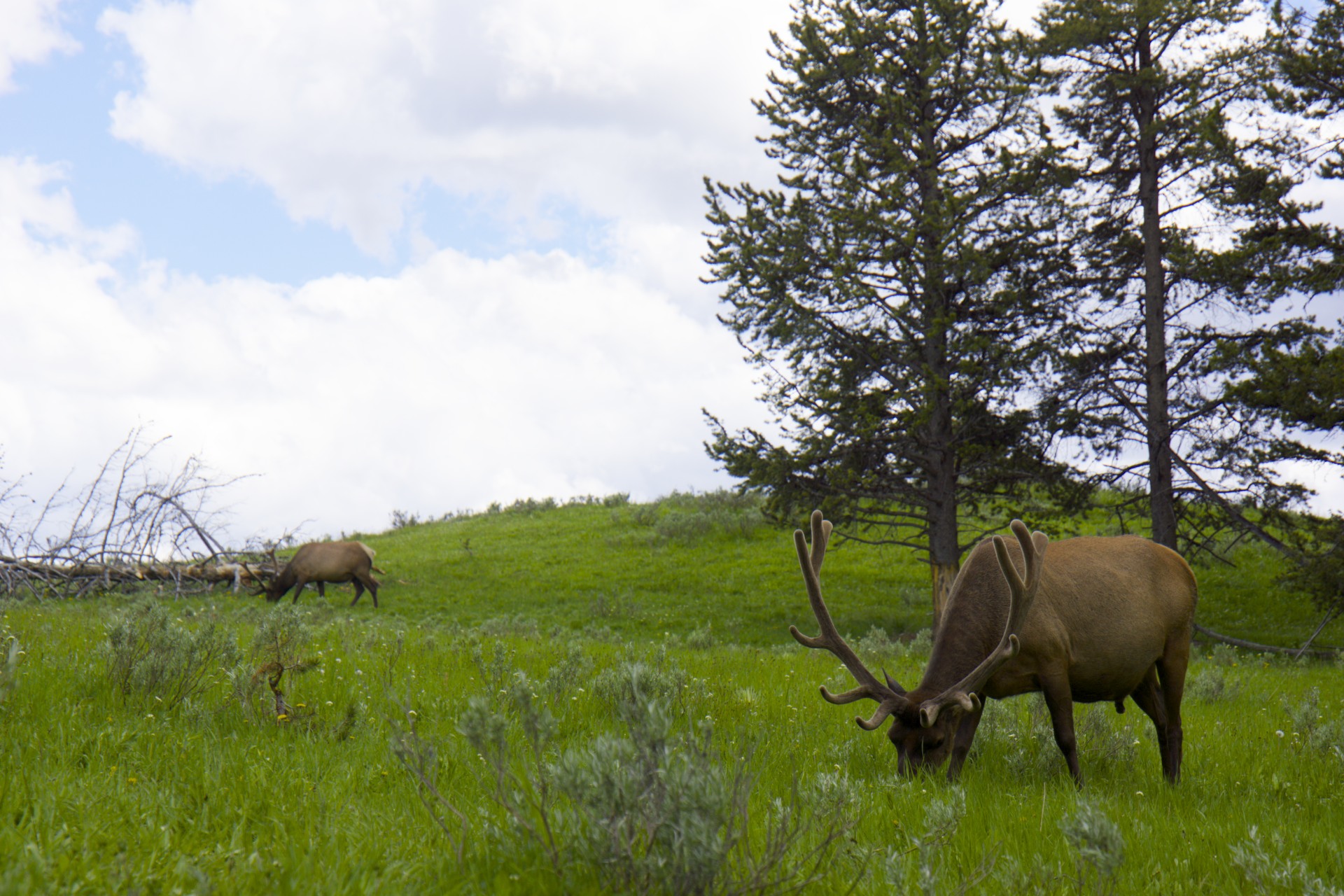 Elk Bulls - gallery