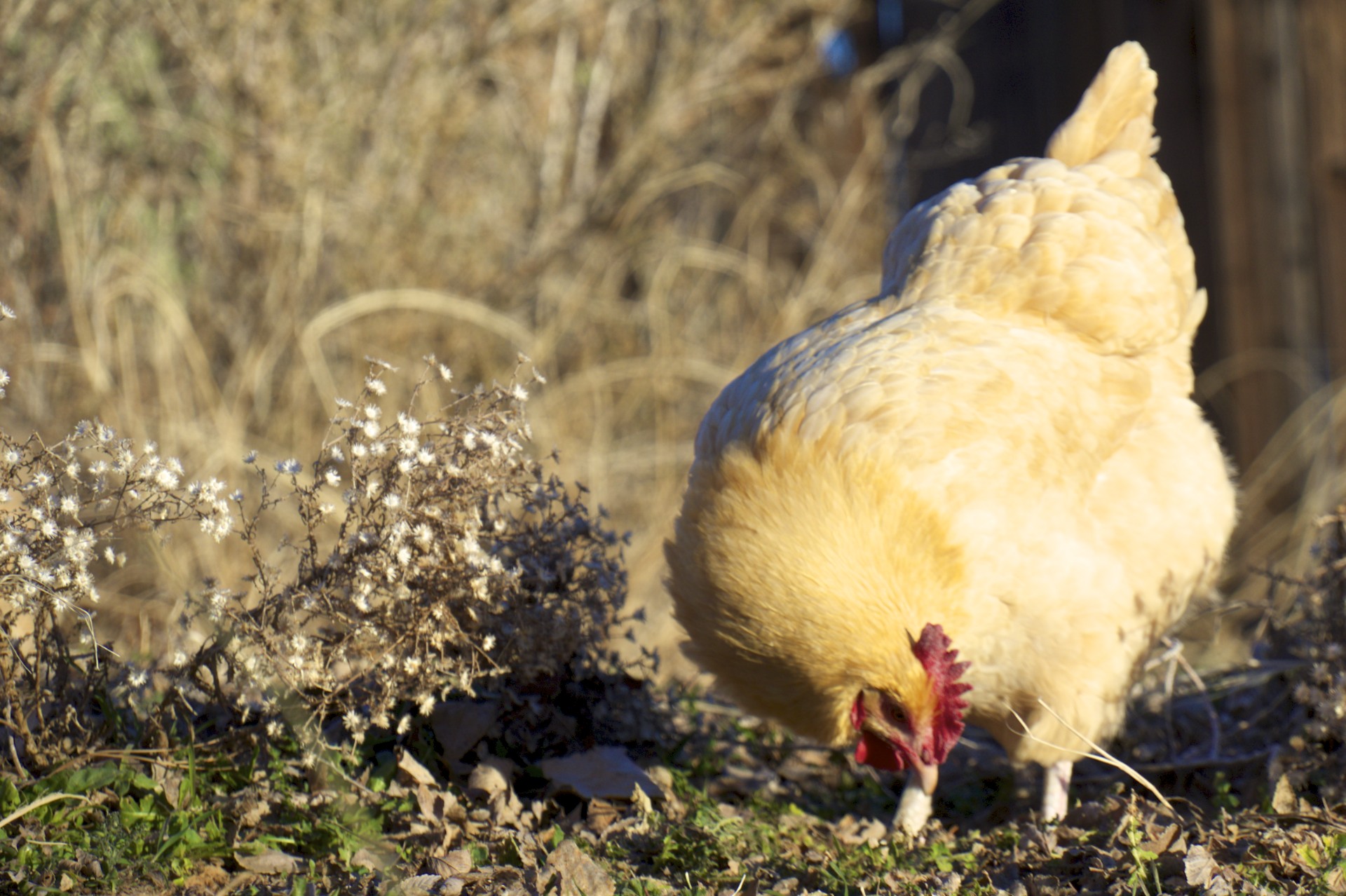 Escalante Outfitters Chicken - gallery