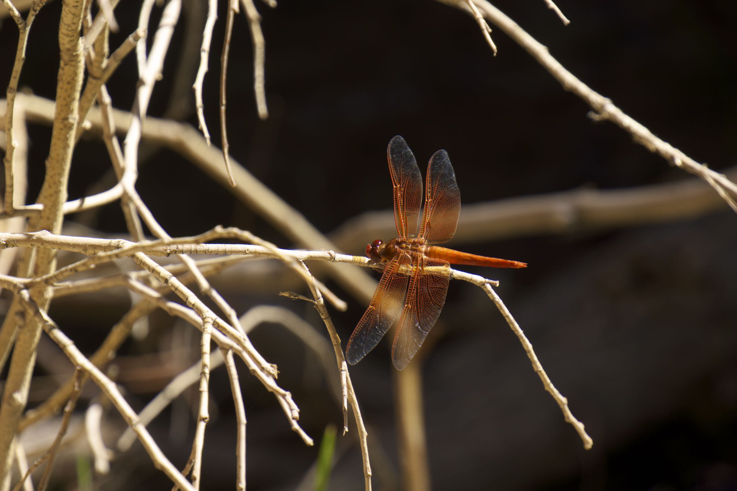 Flame Skimmer