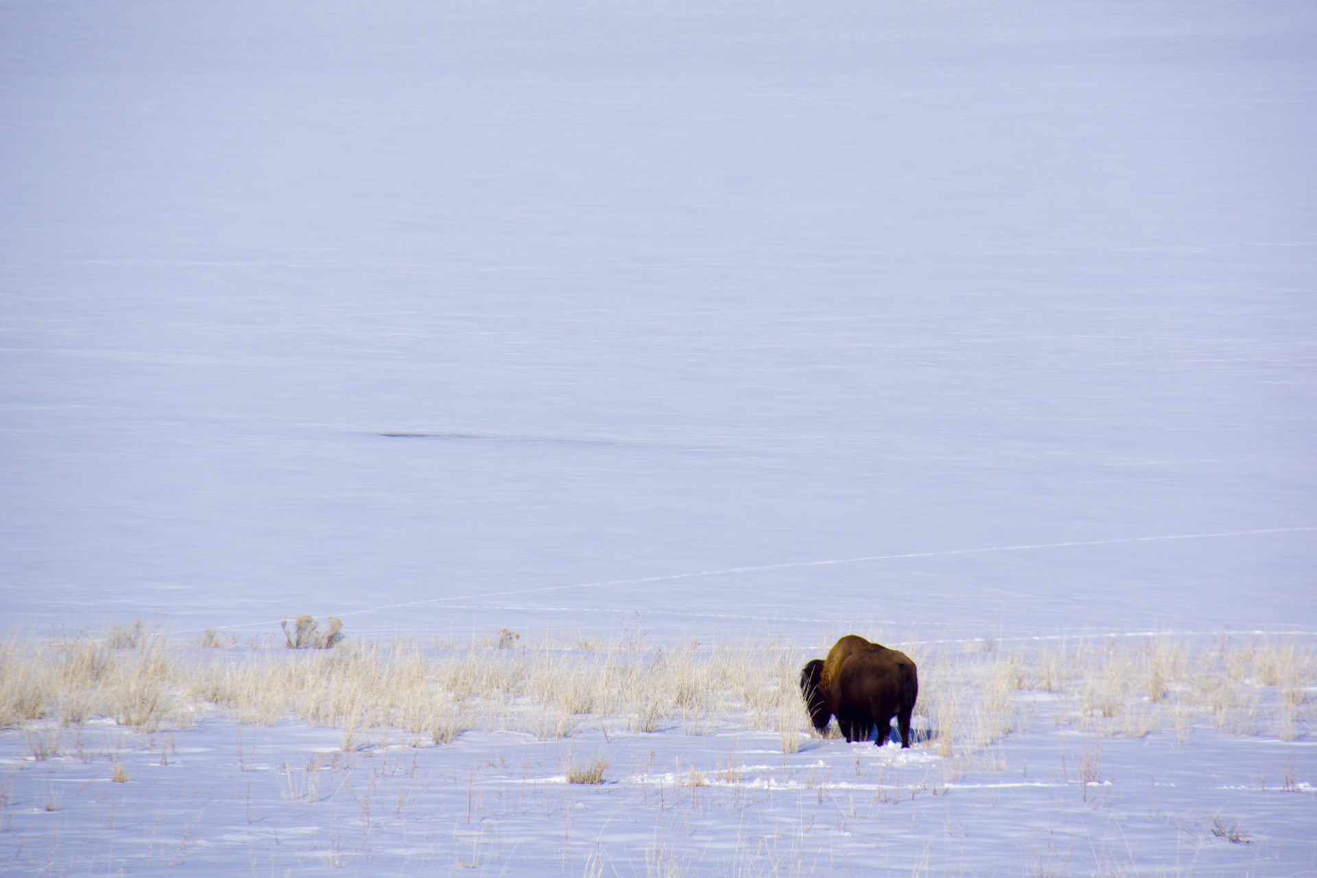 Hungry Hungry Bison - gallery