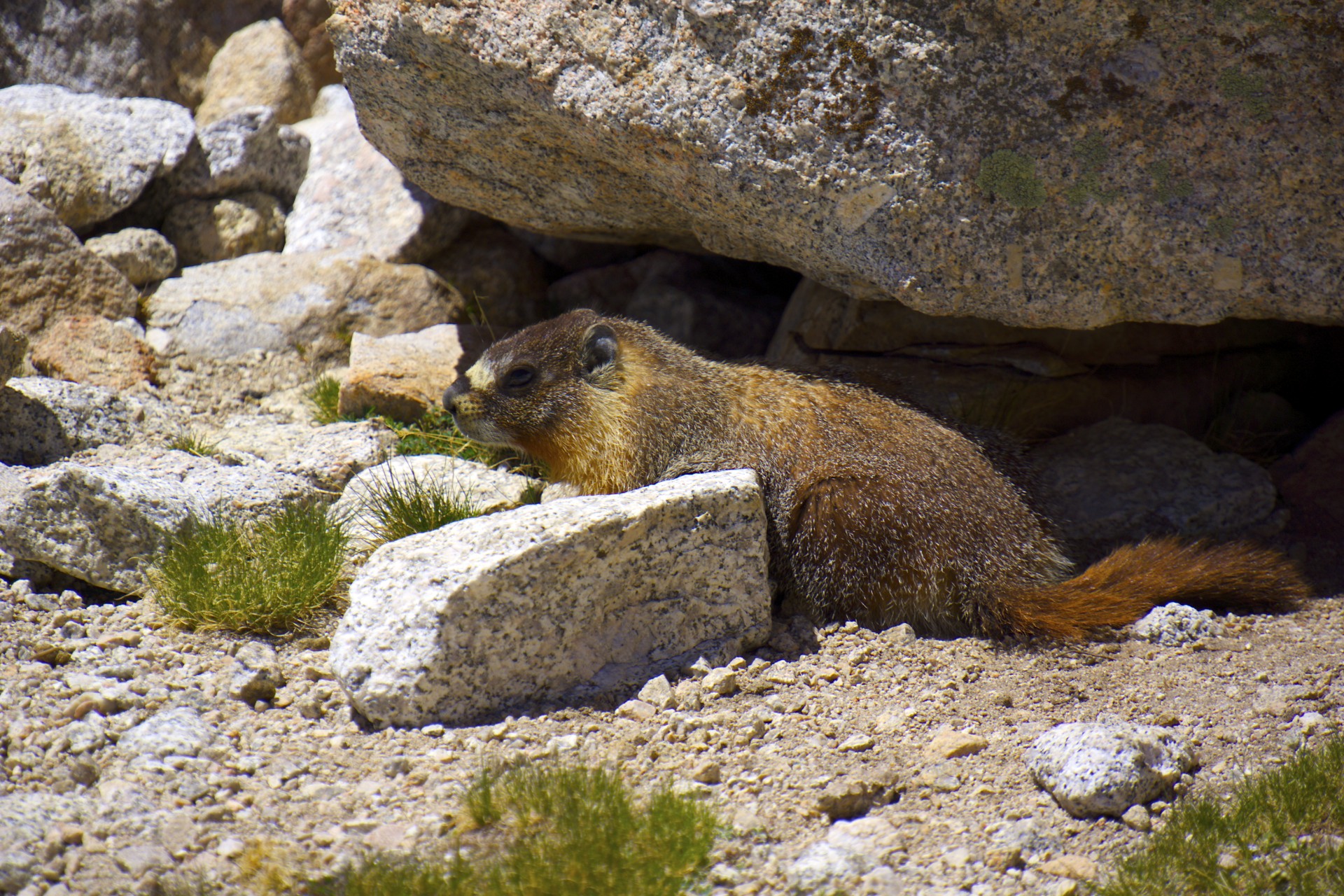 Lazy Marmot - gallery