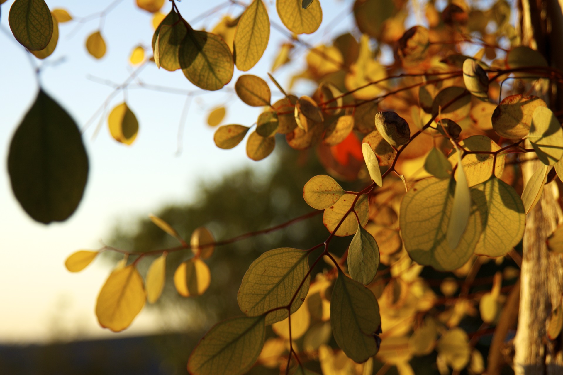 Leaves - gallery