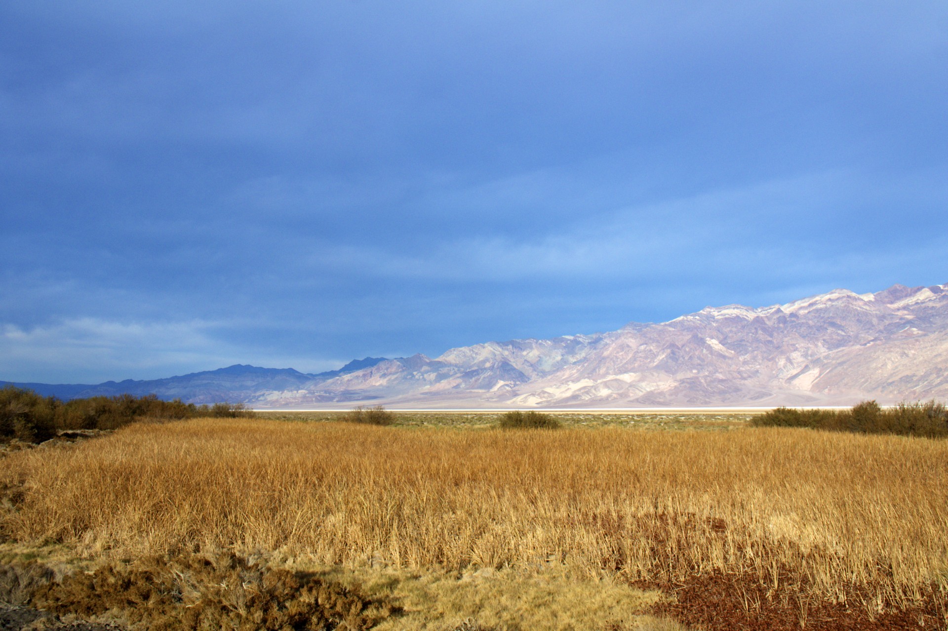 Life in Death Valley - gallery