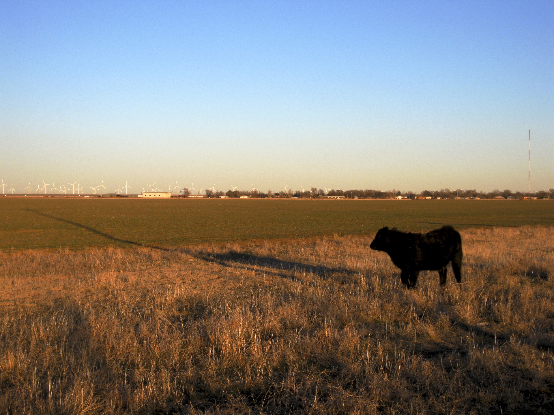 Llano Estacado Cow