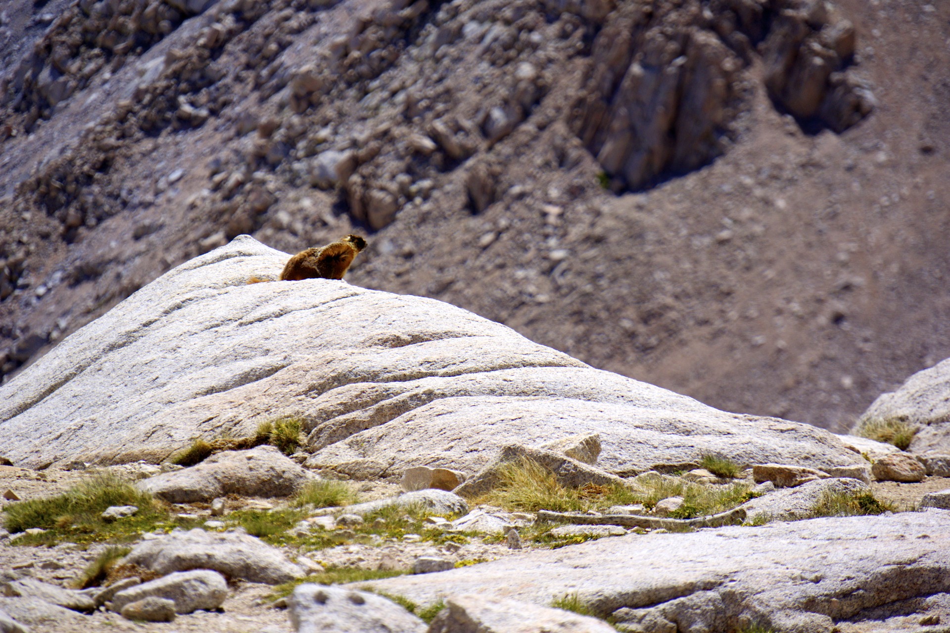 Marmot - gallery