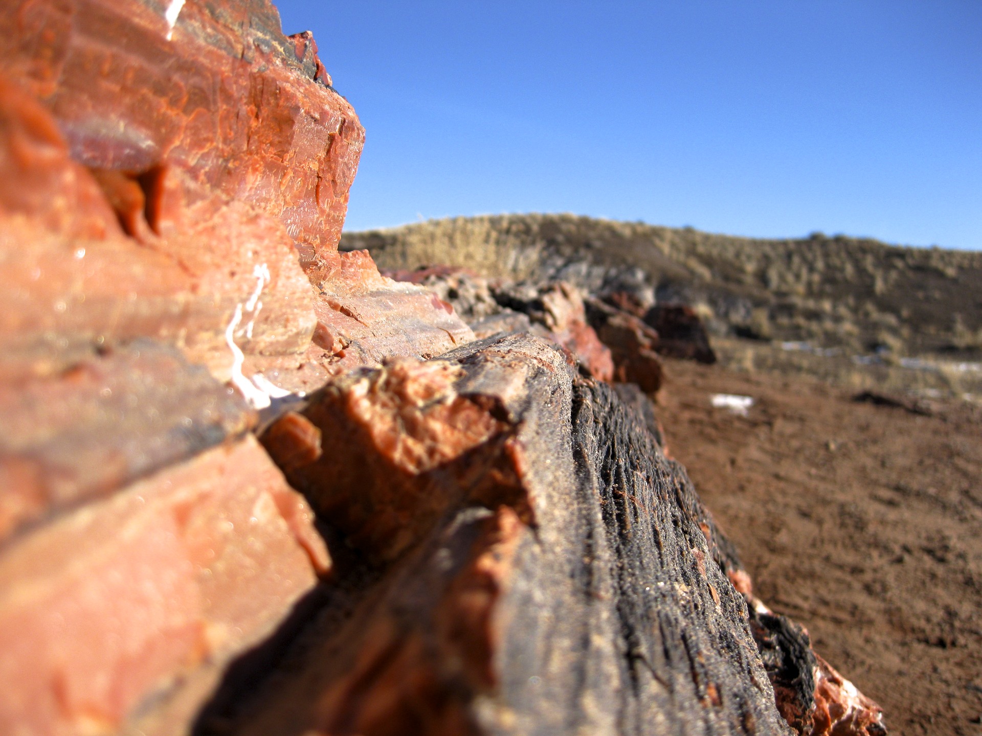 Petrified Tree