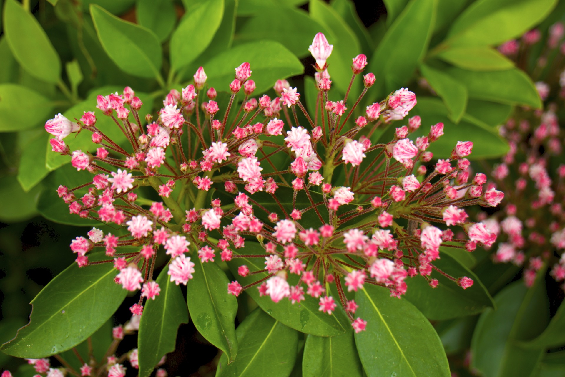 Pink Flowers - gallery