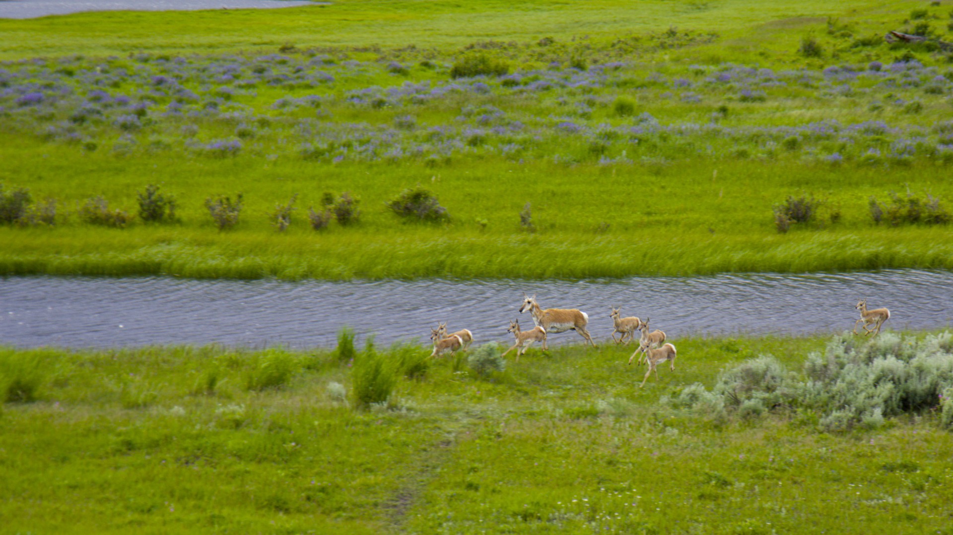 Pronghorn Sprint - gallery