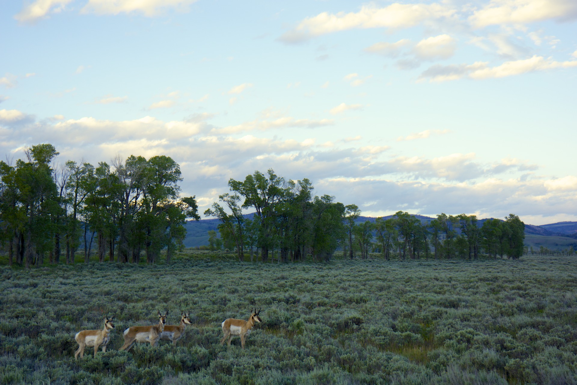 Pronghorns - gallery