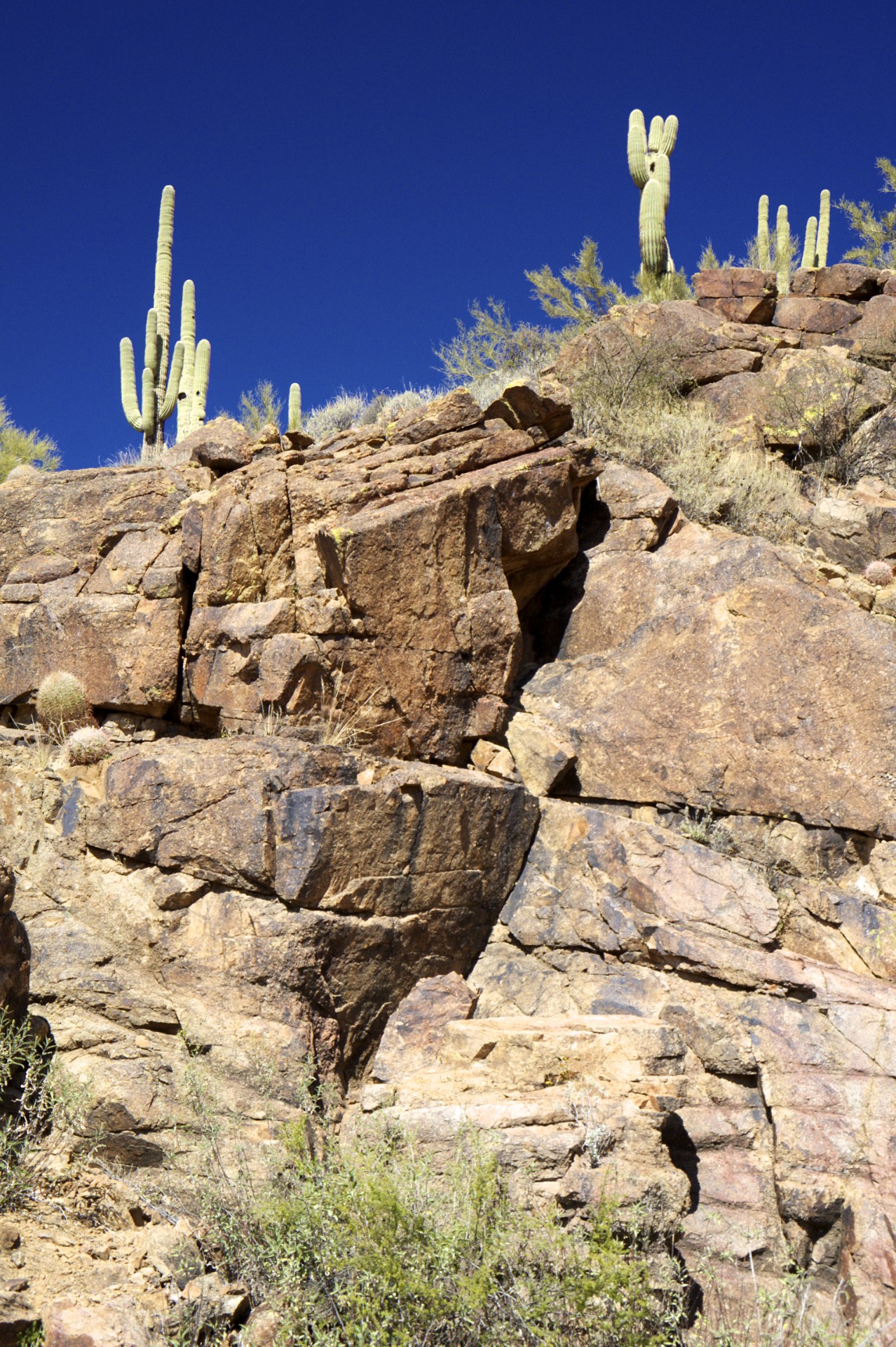 Saguaro Cactus - gallery