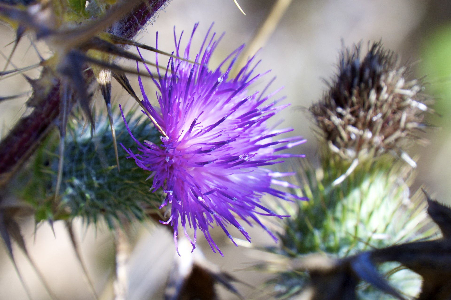 Thistle - gallery