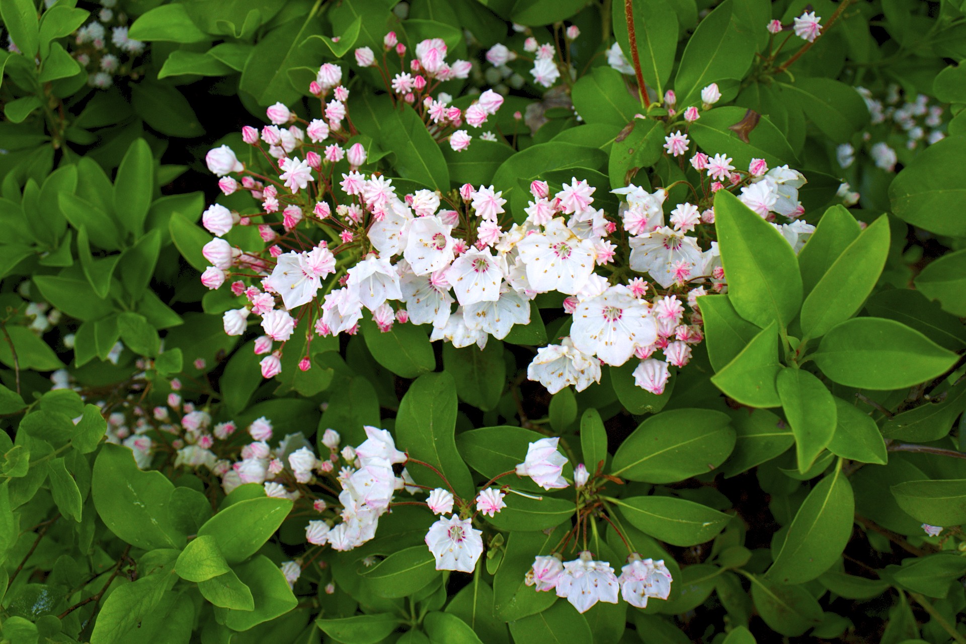 White Flowers - gallery